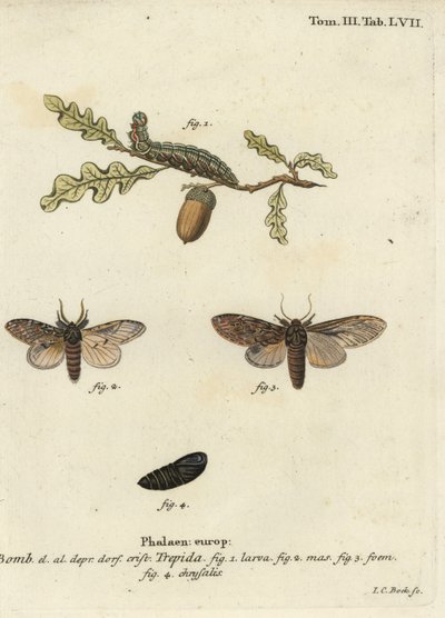 Große Hervorragende, Peridea anceps von Johann Carl Bock