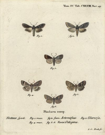 Grüner silbergesprenkelter Hai, Cucullia argentea 1,2, herbstlicher Rustikaler, Eugnorisma glareosa 4, Achtzigerfigur, Tethea ocularis 4-6. Handkolorierter Kupferstich von Johann Carl Bock nach Eugenius Johann Christoph Espers Die Schmetterlinge in Abbildu von Johann Carl Bock