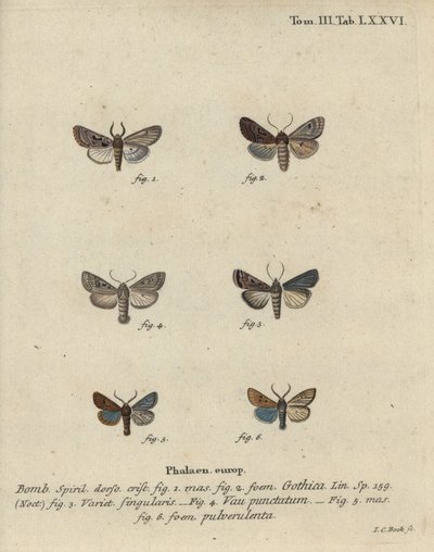 Hebräischer Buchstabe, Schwarzfleck-Kastanienmotte, Kleine Quakermotte usw. von Johann Carl Bock