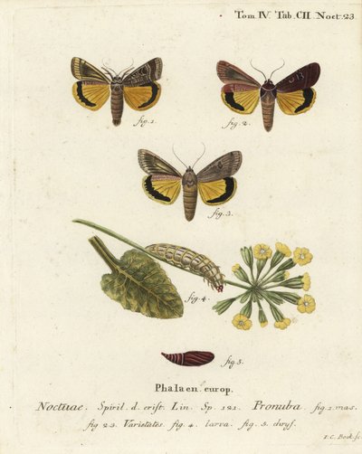Großer Gelbflügel, Noctua pronuba, und Varianten. Handkolorierter Kupferstich von Johann Carl Bock nach Eugenius Johann Christoph Espers Die Schmetterlinge in Abbildungen nach der Natur, Erlangen von Johann Carl Bock