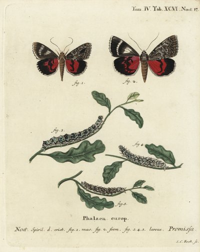 Hellrote Unterflügelmotte, Catocala promissa. Handkolorierter Kupferstich von Johann Carl Bock nach Eugenius Johann Christoph Espers Die Schmetterlinge in Abbildungen nach der Natur, Erlangen von Johann Carl Bock