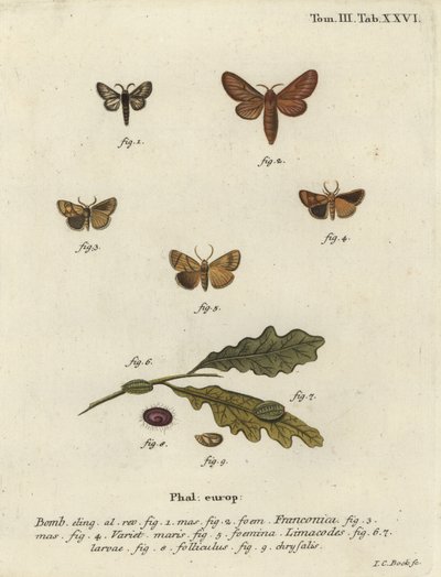 Malacosoma franconicum Motte und Festoon, Apoda limacodes von Johann Carl Bock