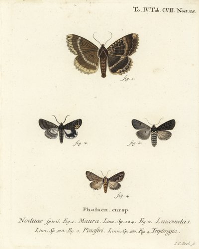 Alte Dame oder Schwarzer Unterflügel, Mormo maura 1, Östlicher Alchimist, Aedia leucomelas 2, und Dypterygia scabriuscula 3,4. Handkolorierter Kupferstich von Johann Carl Bock nach Eugenius Johann Christoph Espers Die Schmetterlinge in Abbildungen nach der von Johann Carl Bock