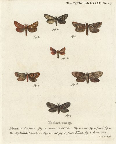 Pharmacis carna 2-4, Orange-Swift, Triodia sylvina 5,6, und Gold-Swift, Phymatopus hecta 7. Handkolorierter Kupferstich von Johann Carl Bock nach Eugenius Johann Christoph Espers Die Schmetterlinge in Abbildungen nach der Natur, Erlangen von Johann Carl Bock