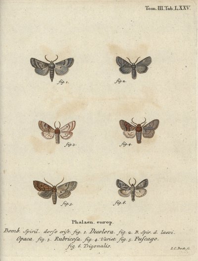 Gepuderter Quäker, Rote Kastanie, Ziegelmotte usw. von Johann Carl Bock