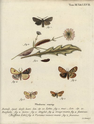 Rotlinien-Quäker, bewölkter Buff und gerüschte Kastanie. von Johann Carl Bock