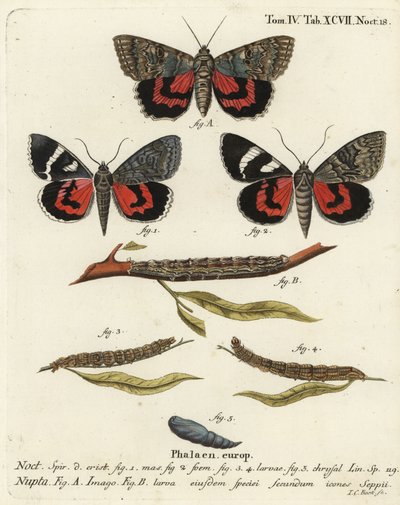 Rotes Unterflügel-Motte, Catocala nupta. Handkolorierter Kupferstich von Johann Carl Bock nach Eugenius Johann Christoph Espers Die Schmetterlinge in Abbildungen nach der Natur, Erlangen von Johann Carl Bock