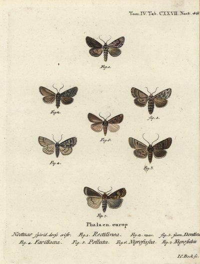 Sächsische Motte, Hyppa rectilinea 1, Schermotte, Hada plebeja 2,3, Sumpfdolch, Acronicta strigosa 4, Braunfleck-Pinion, Agrochola litura 5, Weißlinien-Dart, Euxoa nigrofusca 6, Opigena polygona 7. Handkolorierter Kupferstich von Johann Carl Bock von Johann Carl Bock
