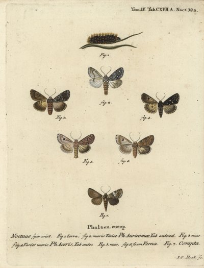 Seltene Dolchmotte, Acronicta auricoma 1-3, Ahornmotte, Acronicta aceris, Muskatmotte 4,5, Hadula trifolii 6 und verschiedene Krönchen, Hadena compta 7. Handkolorierter Kupferstich von Johann Carl Bock nach Eugenius Johann Christoph Espers Die Schmetterlin von Johann Carl Bock