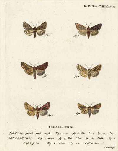 Seltene Silber-Y, Syngrapha Interrogationis, Einfache Gold-Y, Autographa Jota, Goldfleck, Plusia Festucae von Johann Carl Bock