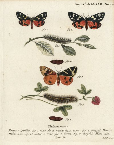 Scharlachrote Tiger-Motte, Callimorpha dominula 1-4, und Jersey-Tiger-Motte, Euplagia quadripunctaria 5-7. Handkolorierter Kupferstich von Johann Carl Bock nach Eugenius Johann Christoph Espers Die Schmetterlinge in Abbildungen nach der Natur, Erlangen von Johann Carl Bock