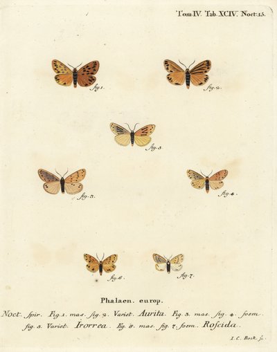 Setina Aurita Motte, Tau-Motte, Setina Irrorella und Setina Roscida Motte von Johann Carl Bock