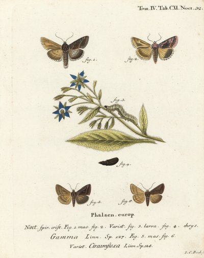 Silber-Y-Motte, Autographa gamma 1-4 und Essex-Y-Motte, Cornutiplusia circumflexa 5,6. Handkolorierter Kupferstich von Johann Carl Bock nach Eugenius Johann Christoph Espers Die Schmetterlinge in Abbildungen nach der Natur, Erlangen von Johann Carl Bock