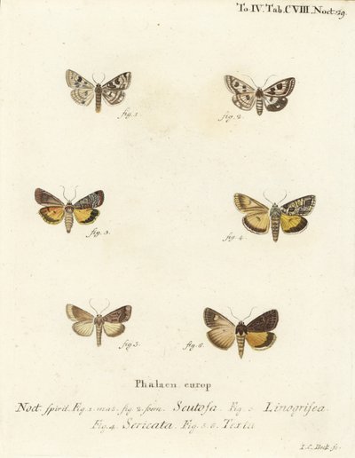 Gefleckte Klee, Schinia Scutosa, Epilecta Linogrisea, Guernsey Unterflügel, Polyphaenis Sericata und Stroh-Unterflügel, Thalpophila Matura von Johann Carl Bock