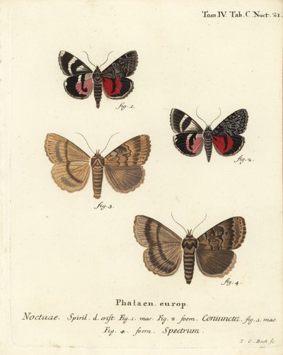Unterflügel, Catocala coniuncta 1,2, und Apopestes spectrum 3,4. Noctua coniuncta, Noctua spectrum. Handkolorierter Kupferstich von Johann Carl Bock nach Eugenius Johann Christoph Espers Die Schmetterlinge in Abbildungen nach der Natur, Erlangen von Johann Carl Bock