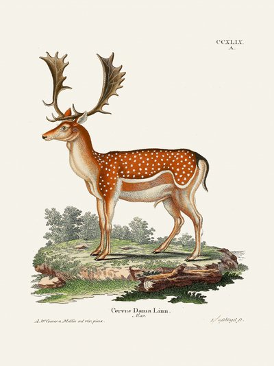 Europäisches Damwild von Johann Christian Daniel Von Schreber
