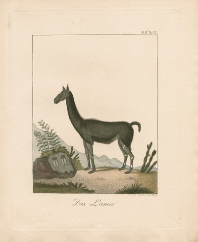 Das Lama von Johann Christoph Bock