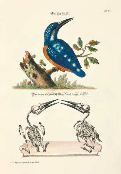 Eisvogel mit Skelett von Johann Daniel Meyer