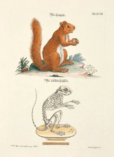 Eichhörnchen und sein Skelett von Johann Daniel Meyer