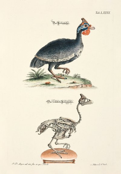 Das Perlhuhn und sein Skelett von Johann Daniel Meyer