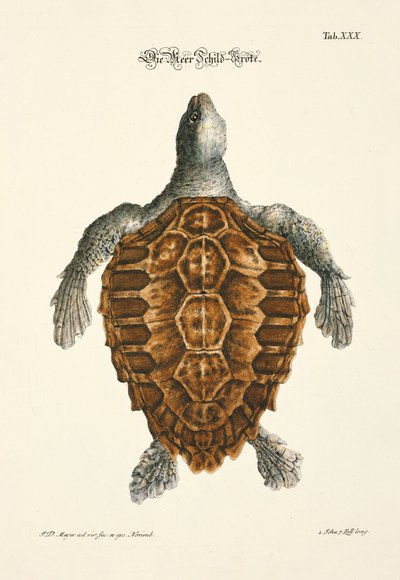 Die Meeresschildkröte von Johann Daniel Meyer