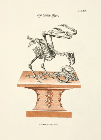 Das skelettierte Adler von Johann Daniel Meyer