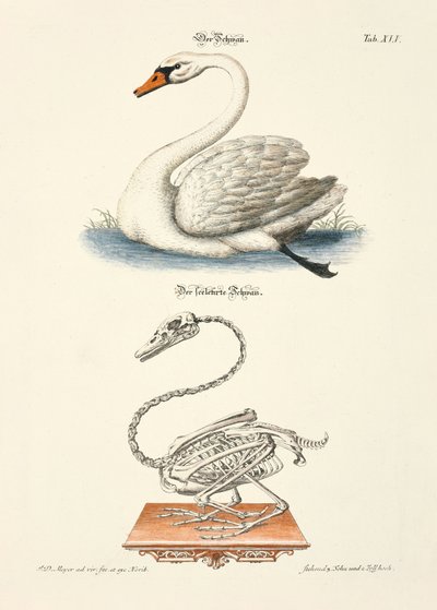 Der Schwan und sein Skelett von Johann Daniel Meyer