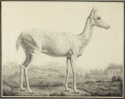 Hirsch von Johann Elias Ridinger
