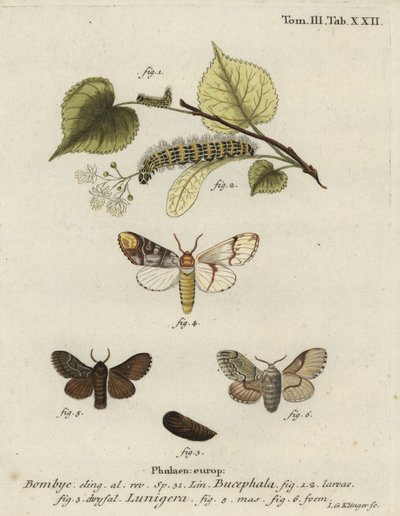 Pappelzahnspinner, Phalera bucephala, und Cosmotriche lobulina von Johann Georg Klinger