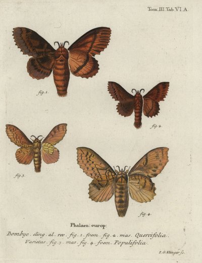 Eichenprozessionsspinner und Pappelspinner von Johann Georg Klinger