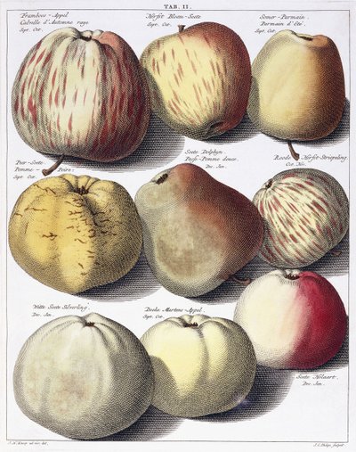 Verschiedene Äpfel von Johann Hermann Knoop