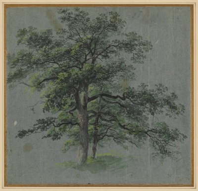 Zwei Bäume recto Baumstudien verso von Johann Jacob Dorner
