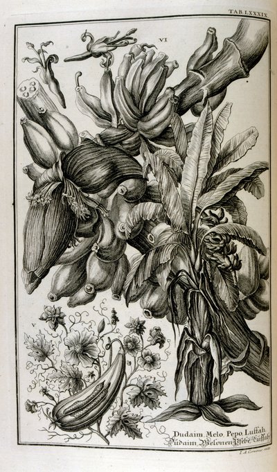 Biblische Pflanzen und Früchte, einschließlich Alraune und Melone von Johann Jakob Scheuchzer
