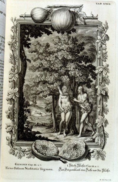 Kupferstich aus 