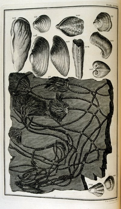Versteinerte Knochen repräsentieren Tiere, die durch die große biblische Flut zerstört wurden von Johann Jakob Scheuchzer