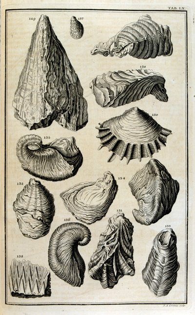 Versteinerte Überreste von Muscheln, die durch die große biblische Flut zerstört wurden von Johann Jakob Scheuchzer