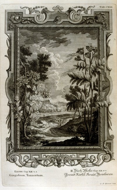 Illustration von Johann Jakob Scheuchzer