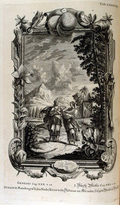 Alraunenpflanze. Sie ist oft als Alraune bekannt von Johann Jakob Scheuchzer