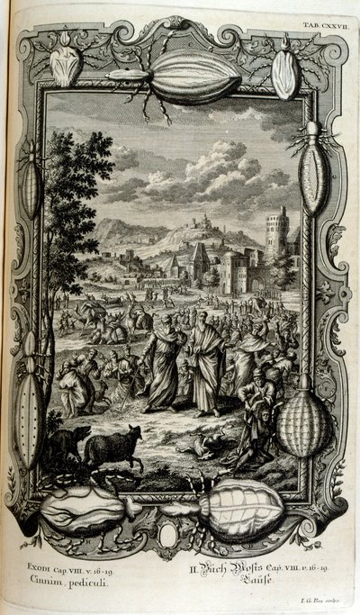 Plage der Läuse und Mücken von Johann Jakob Scheuchzer
