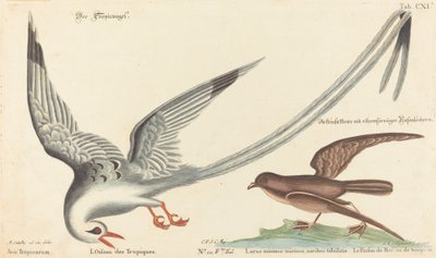 Der Tropikvogel (Phaeton aethereus) von Johann Michael Seligmann after Mark Catesby