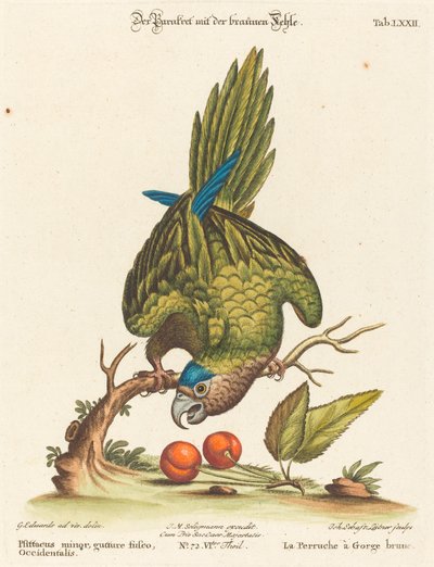 Psittacus minor gutture fusco, occidentalis von Johann Sebastian Leitner after George Edwards
