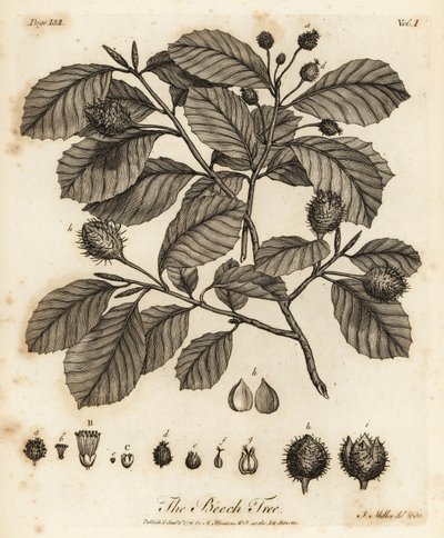 Rotbuche oder Gemeine Buche, Fagus sylvatica von Johann Sebastien Muller