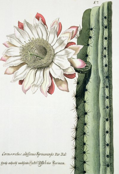 Cereus Erectus Altissimus Syrinamensis aus Phythanthoza Iconographica, veröffentlicht in Deutschland, 1737-45 von Johann Wilhelm Weinman