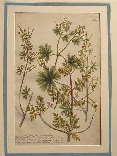 Storchschnabel, kolorierte Gravur von Johann Wilhelm Weinmann