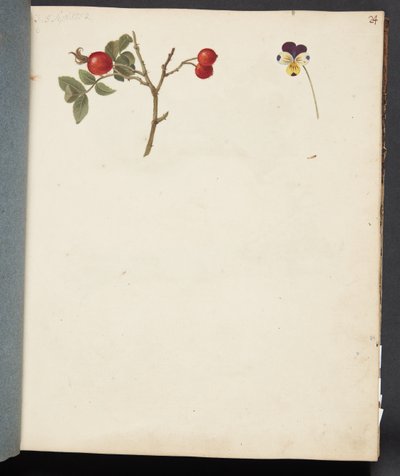 Studie von Hagebutten und Stiefmütterchen von Johanna Fosie
