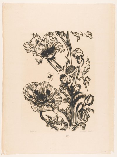 Studie Papaver von Johannes Frederik Engelbert ten Klooster (signed by artist)