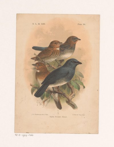 Vier Vögel auf einem Ast von Johannes Gerardus Keulemans