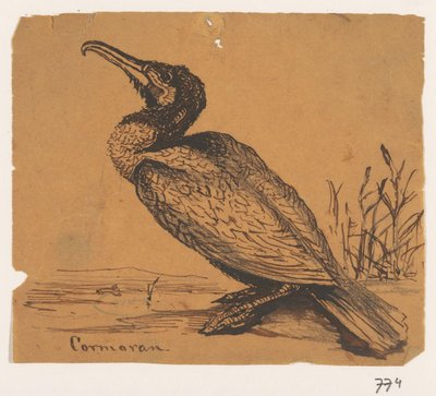 Kormoran von Johannes Tavenraat