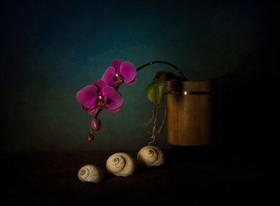 Lila Orchideen Stillleben von John-Mei Zhong