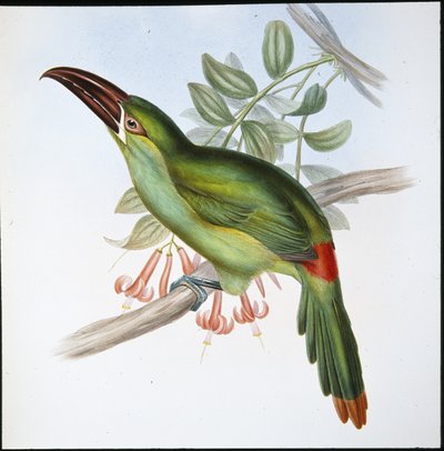 Blutbürzel-Tukan von John (after) Gould